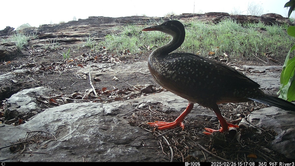 chřástalec africký - ML632064774