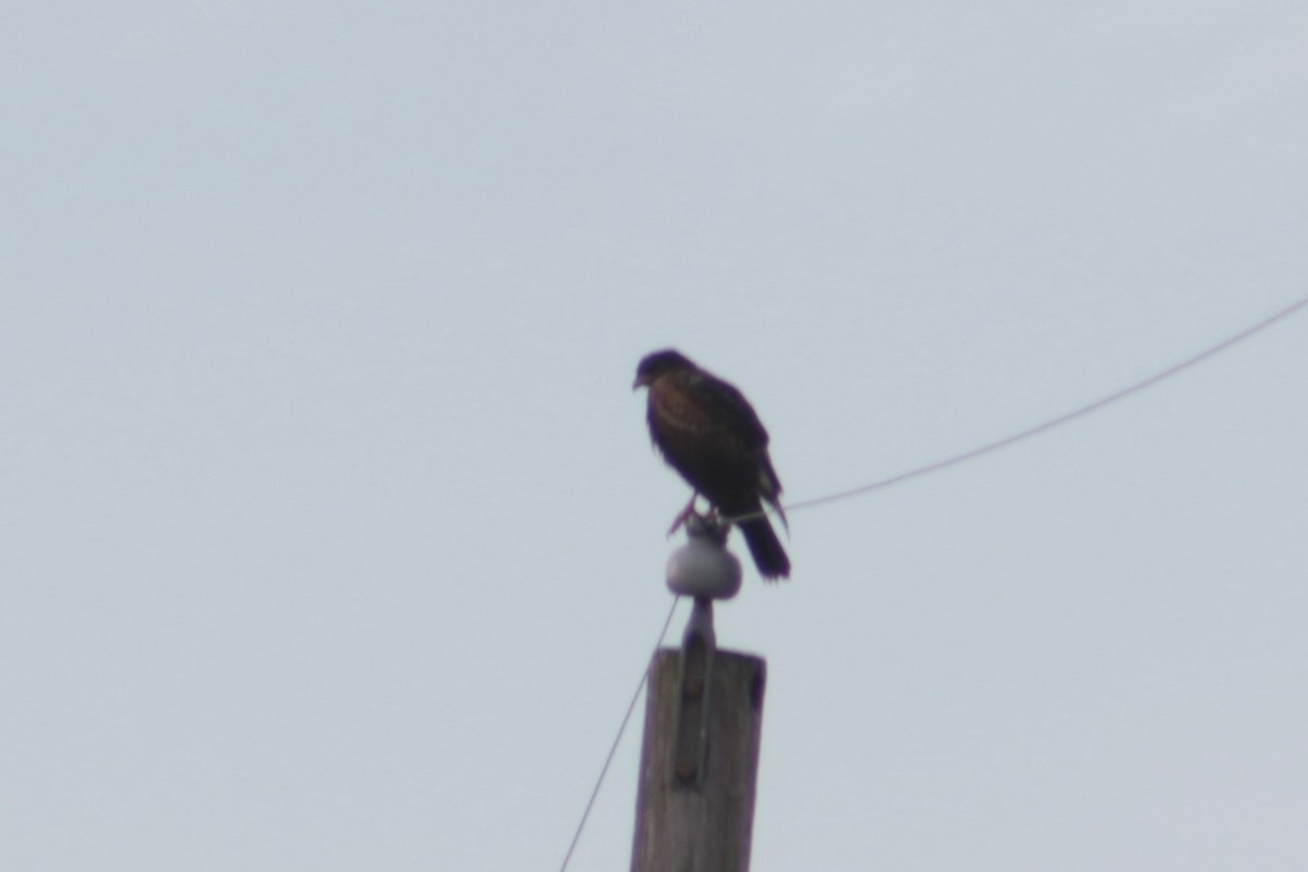 Harris's Hawk - ML632064811