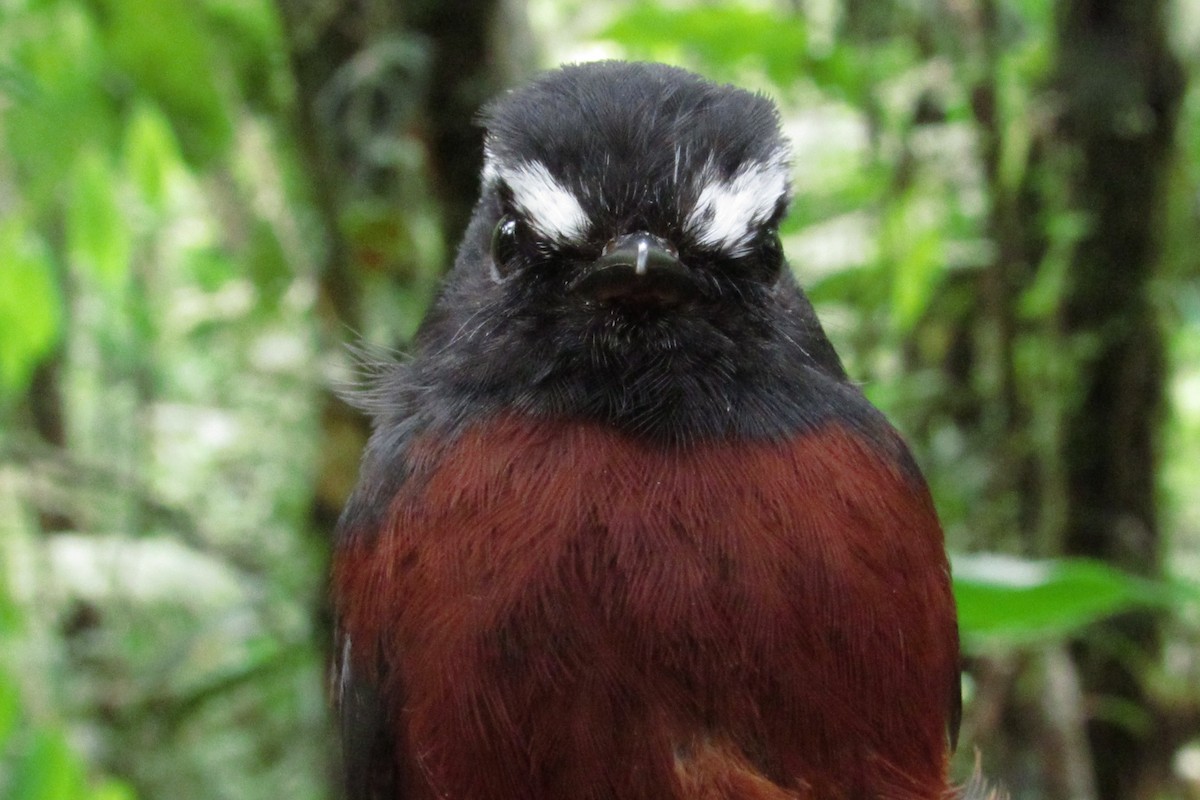 Chestnut-bellied Chat-Tyrant - ML632064943
