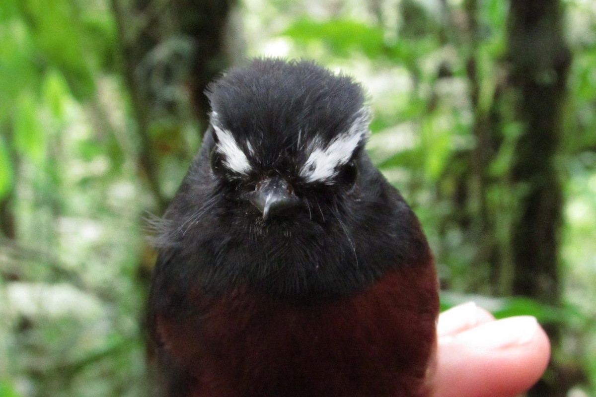 Chestnut-bellied Chat-Tyrant - ML632064944