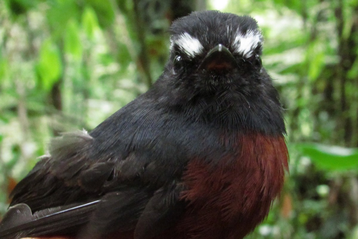 Chestnut-bellied Chat-Tyrant - ML632064945