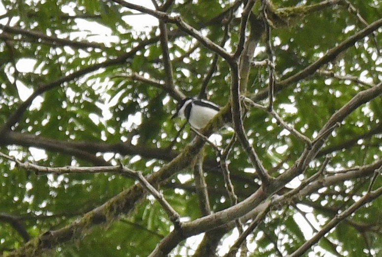 West African Batis - ML632065073