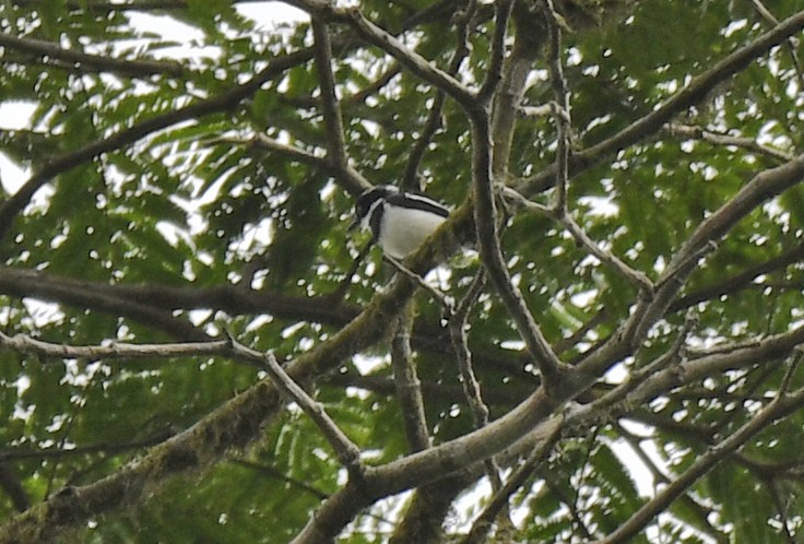 West African Batis - ML632065074