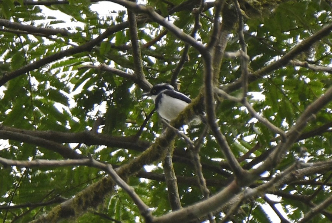 West African Batis - ML632065076