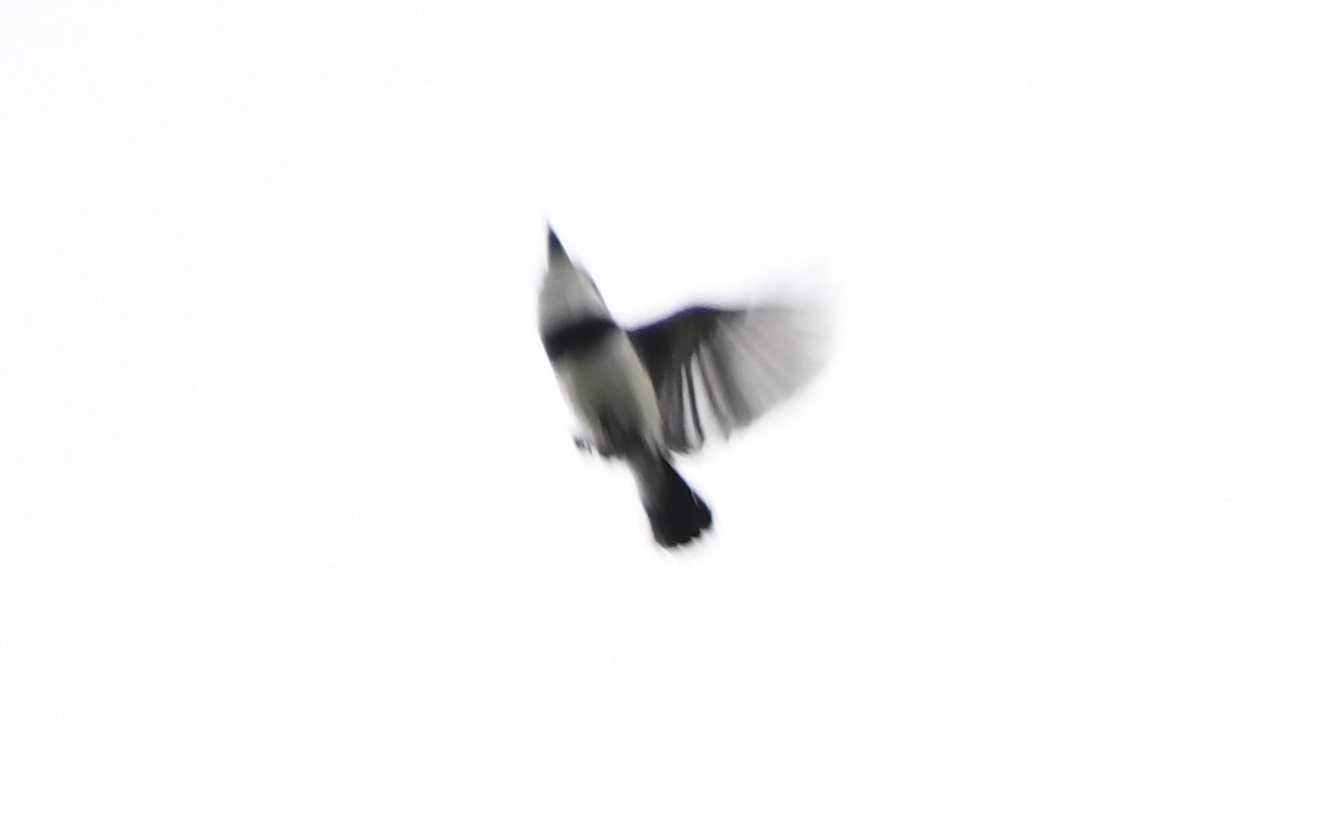 West African Batis - ML632065100