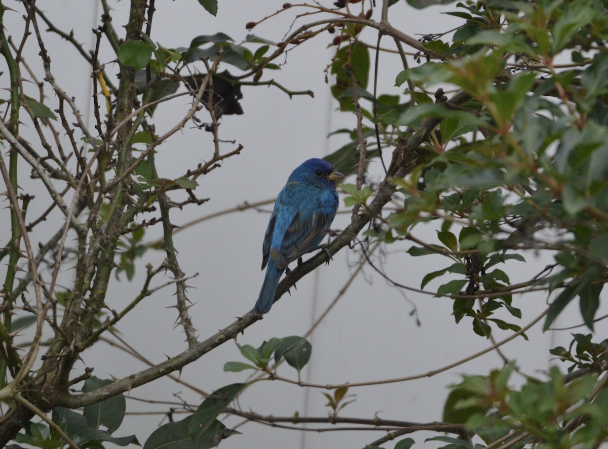 Indigo Bunting - ML632065184