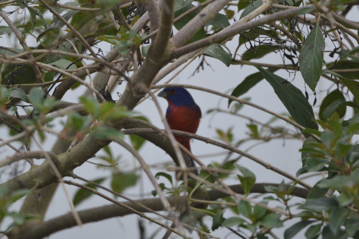Painted Bunting - ML632065214