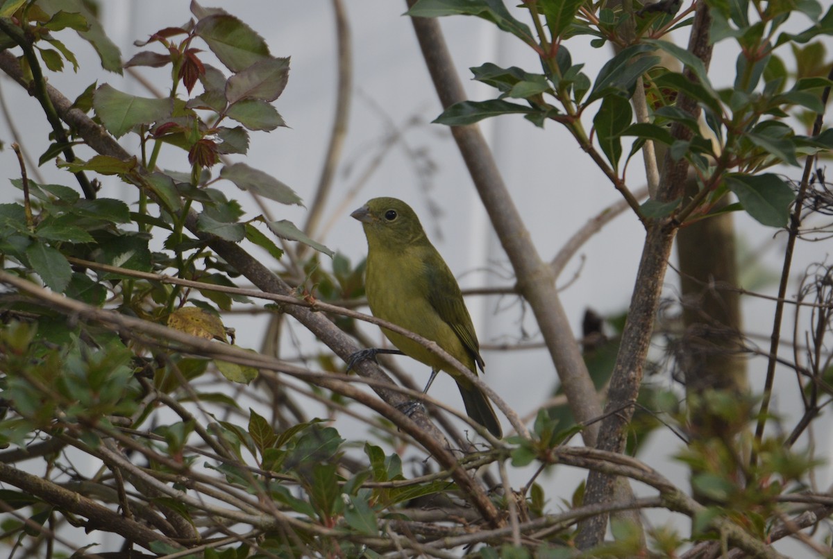 Painted Bunting - ML632065215