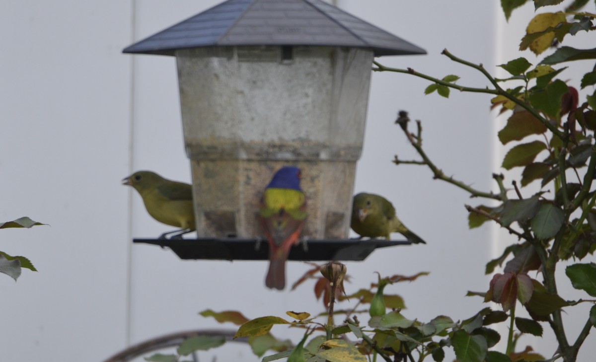 Painted Bunting - ML632065216