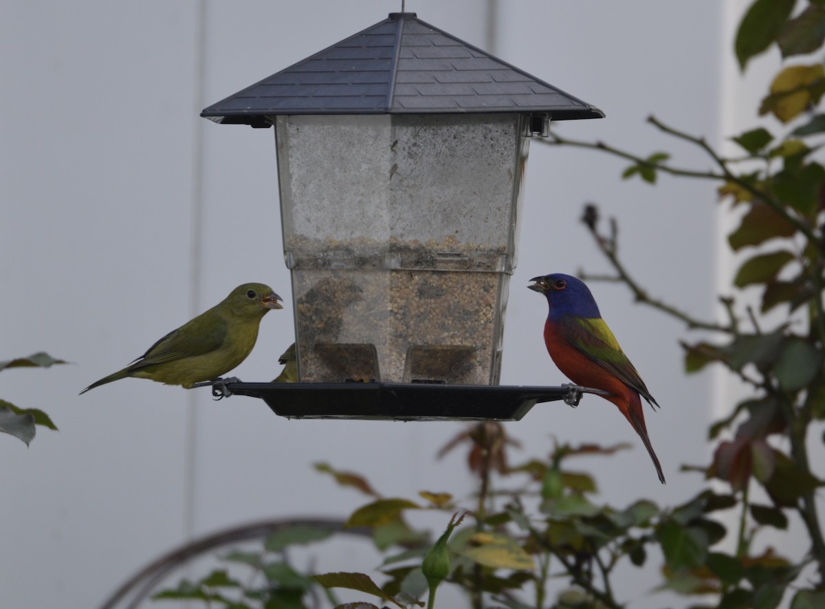 Painted Bunting - ML632065217