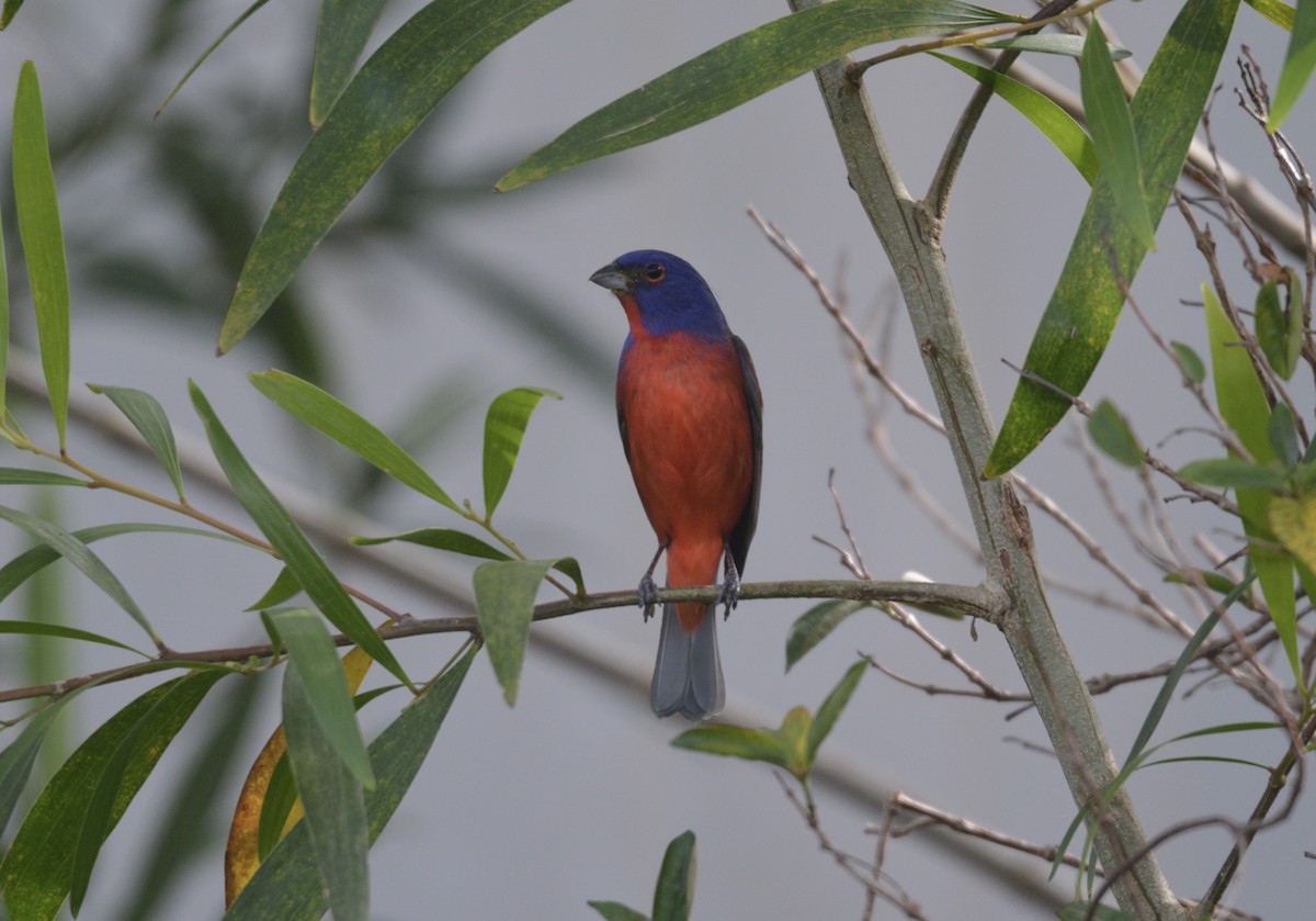 Painted Bunting - ML632065218