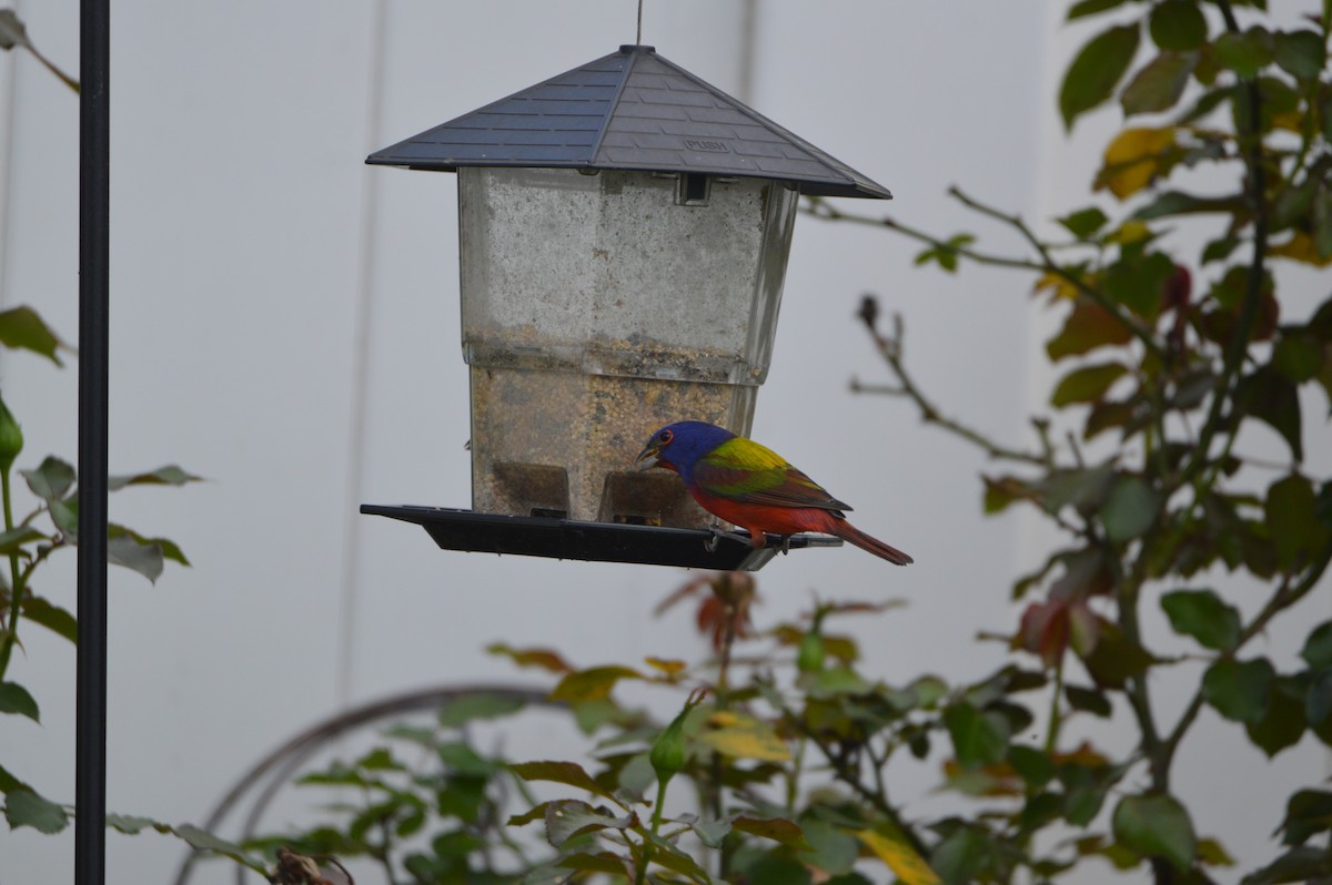 Painted Bunting - ML632065226