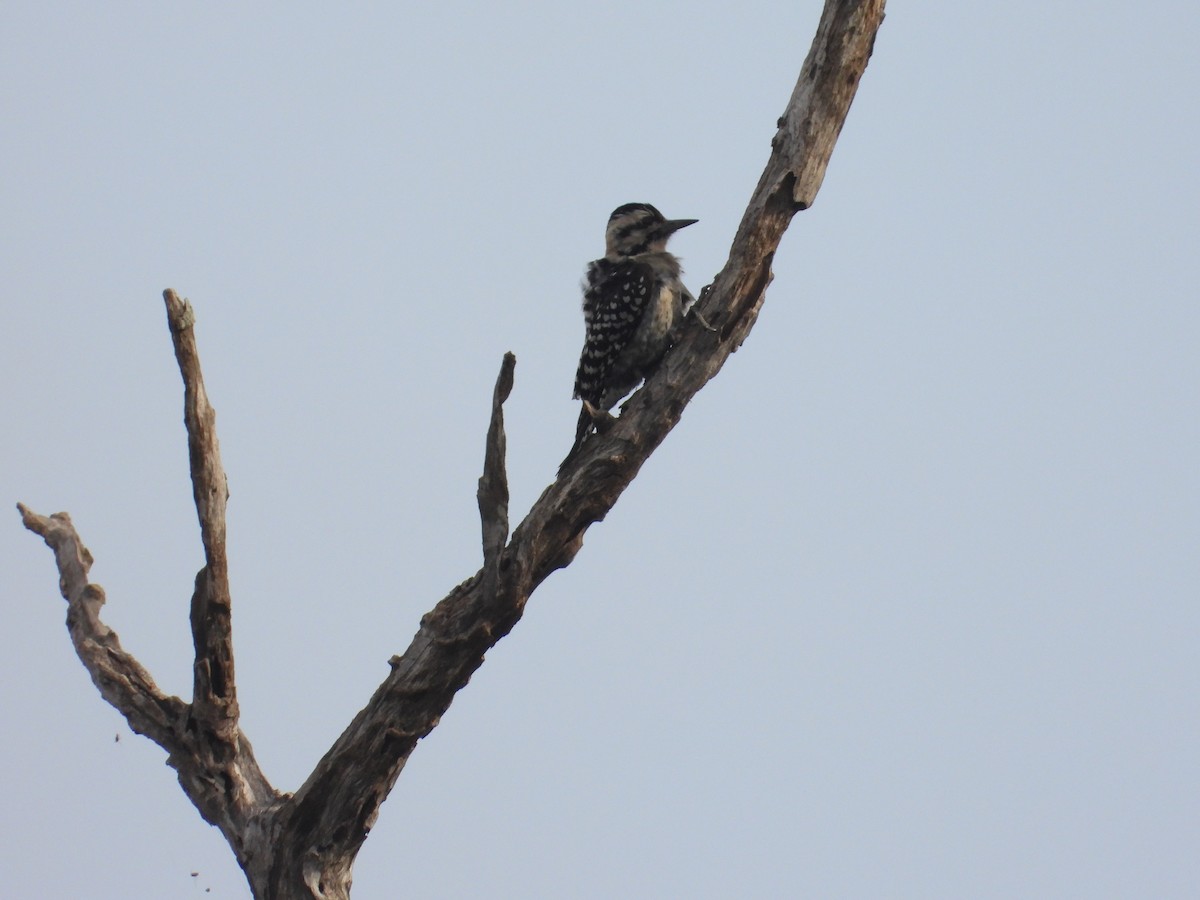 Ladder-backed Woodpecker - ML632065331