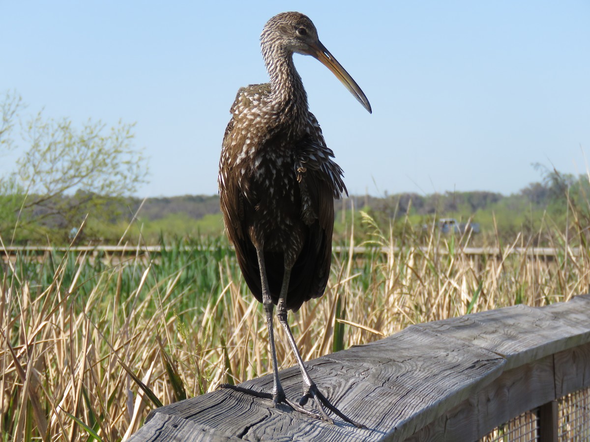 Limpkin - ML632065340