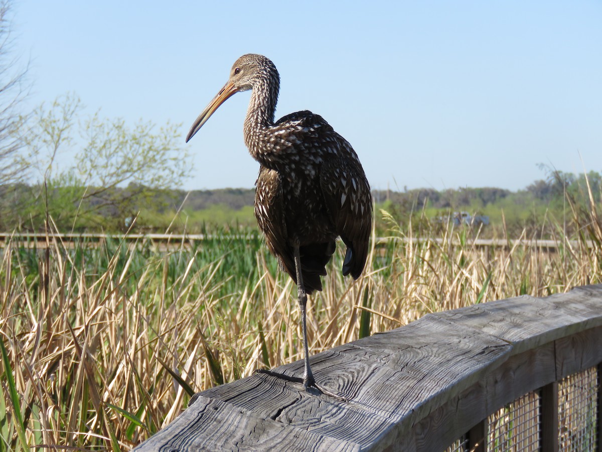 Limpkin - ML632065341