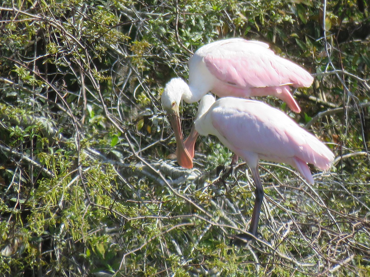 Roseate Spoonbill - ML632065377