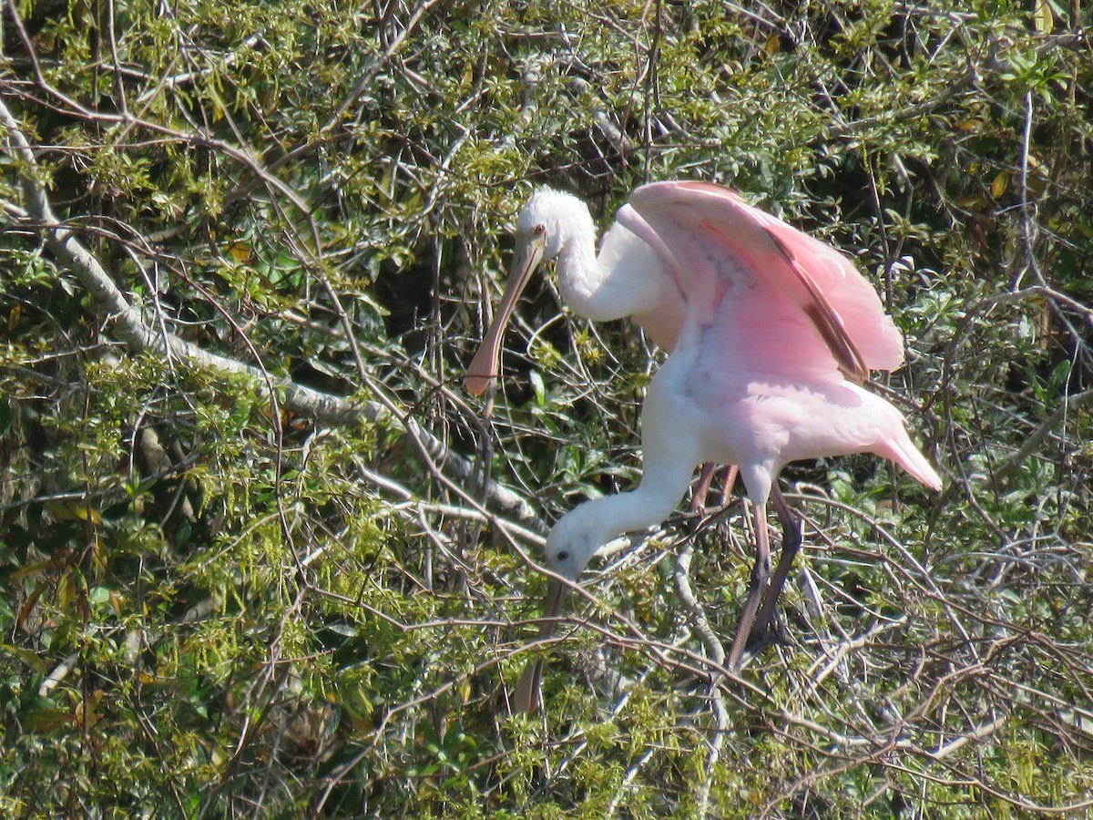 Roseate Spoonbill - ML632065378