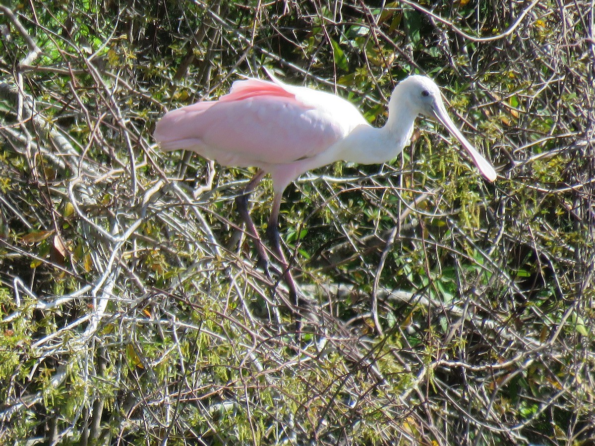 Roseate Spoonbill - ML632065379