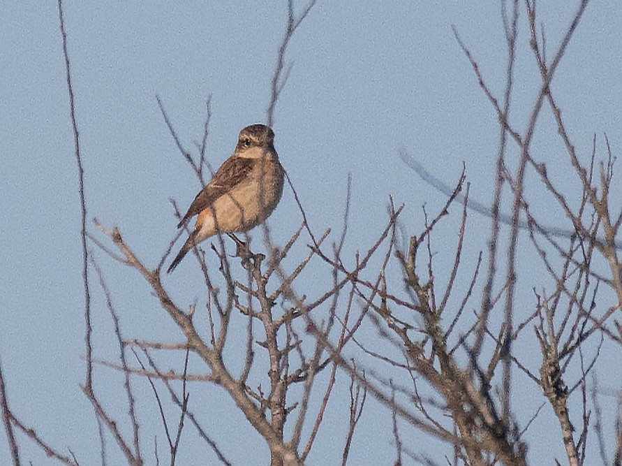 Amur Stonechat - ML632065398