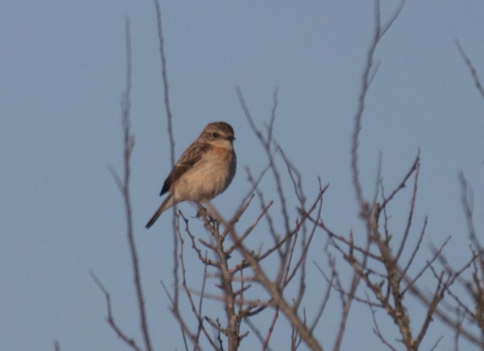 Amur Stonechat - ML632065404