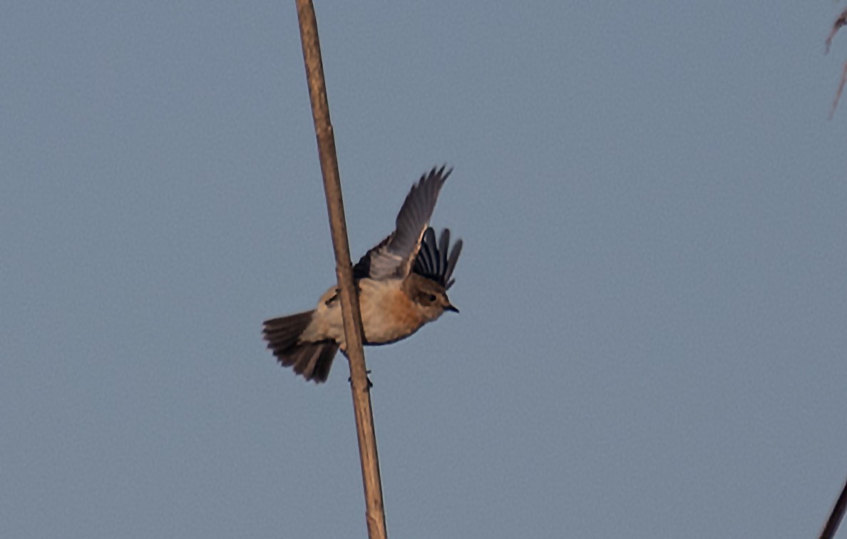 Amur Stonechat - ML632065405