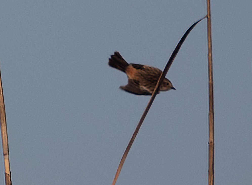 Amur Stonechat - ML632065407