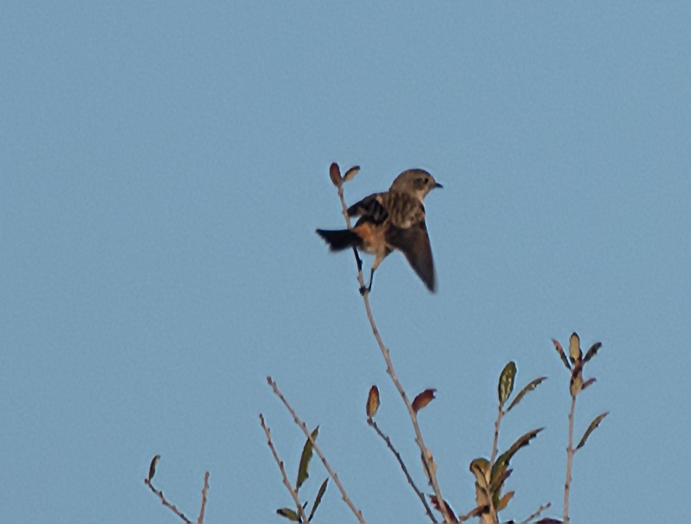 Amur Stonechat - ML632065413