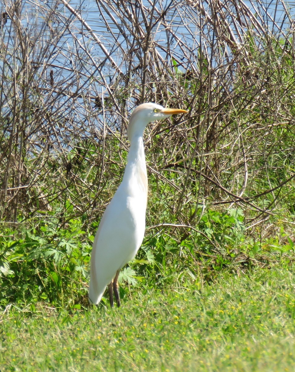Western Cattle-Egret - ML632065468
