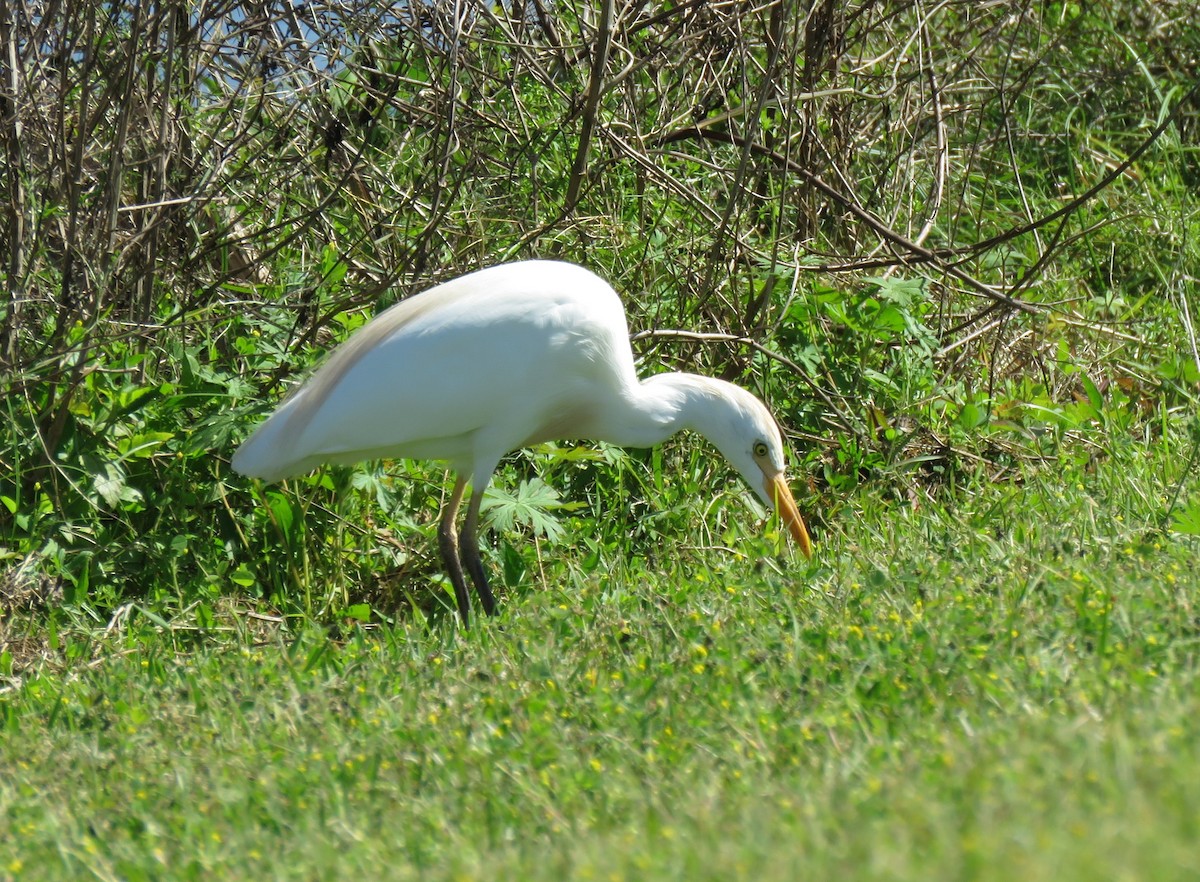 Western Cattle-Egret - ML632065469