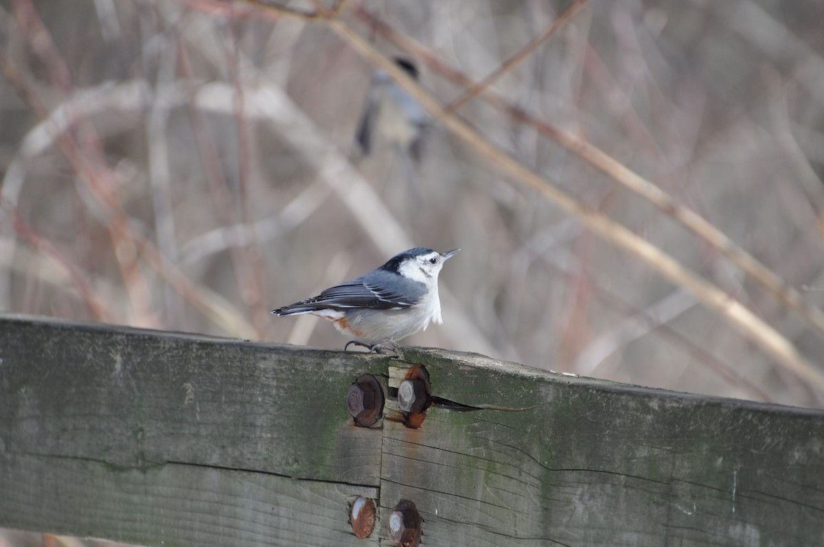 brhlík běloprsý - ML632065538