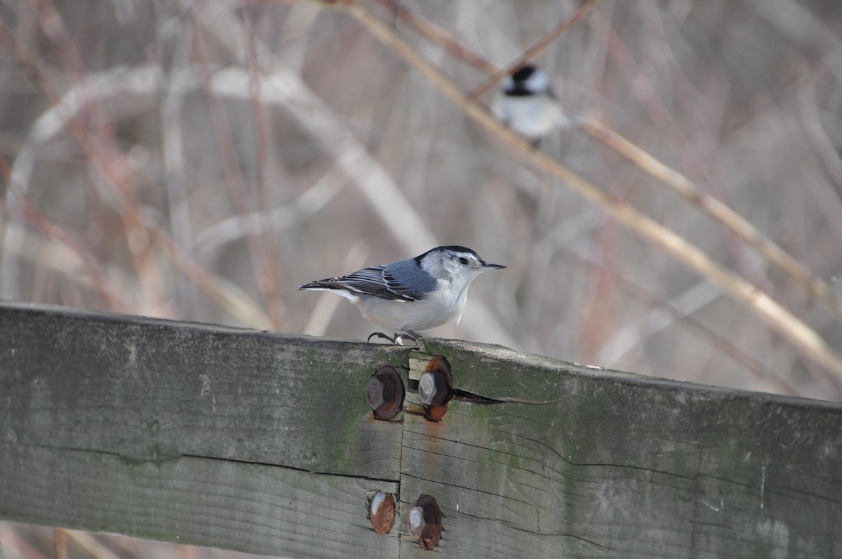 brhlík běloprsý - ML632065539