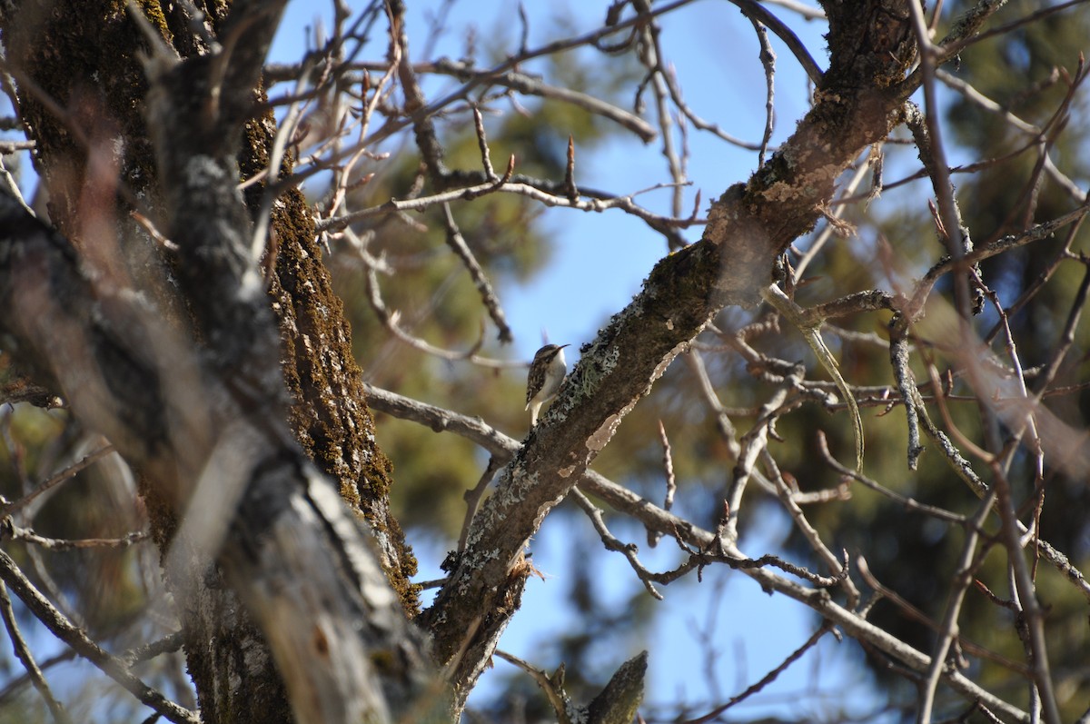 šoupálek americký - ML632065562
