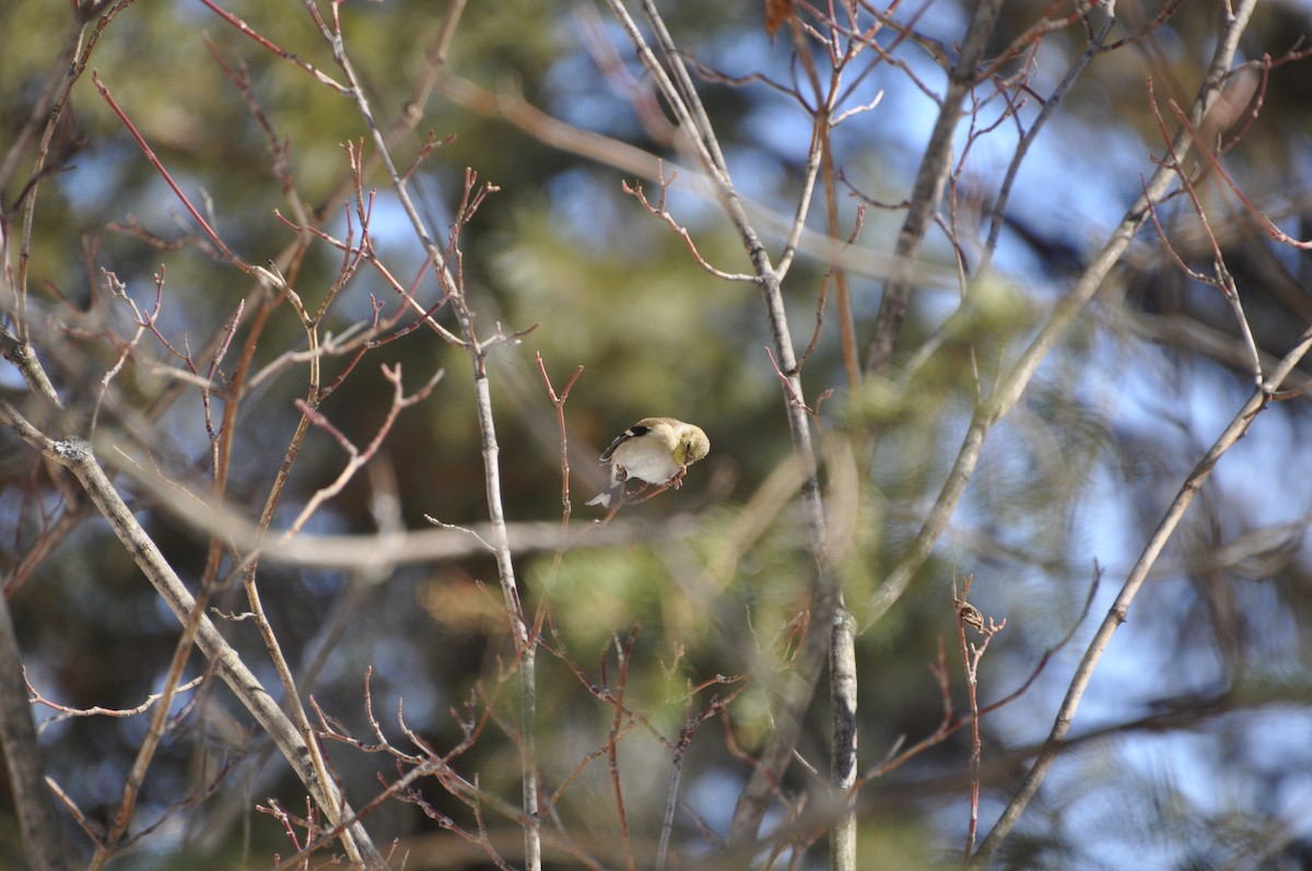 čížek žlutý - ML632065575