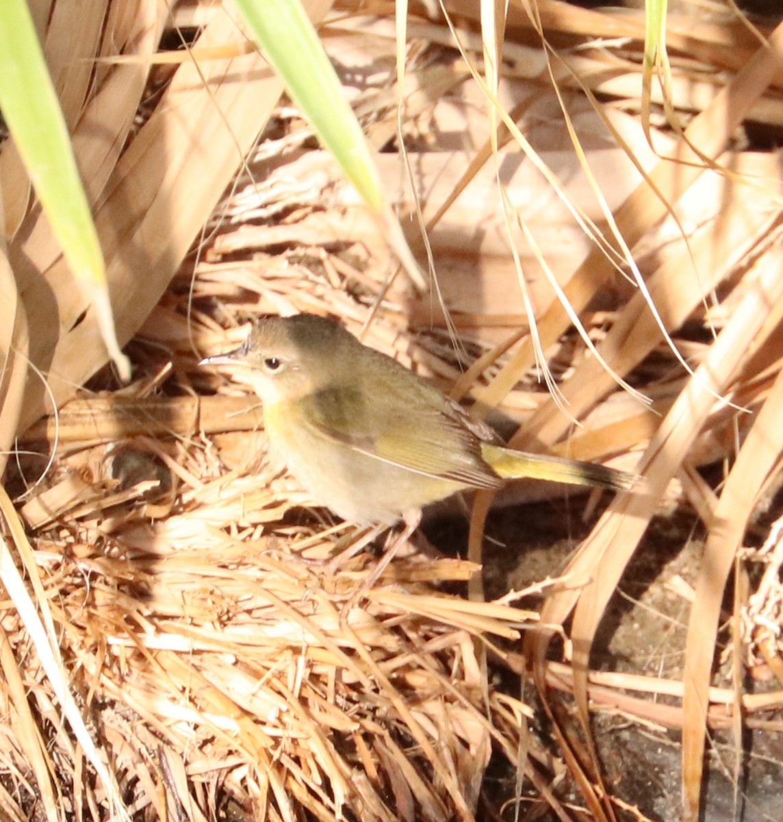 Common Yellowthroat - ML632065756