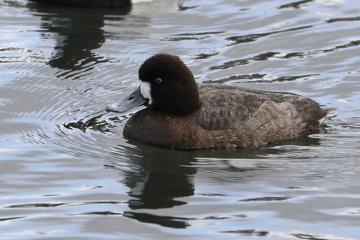 Lesser Scaup - ML632066229
