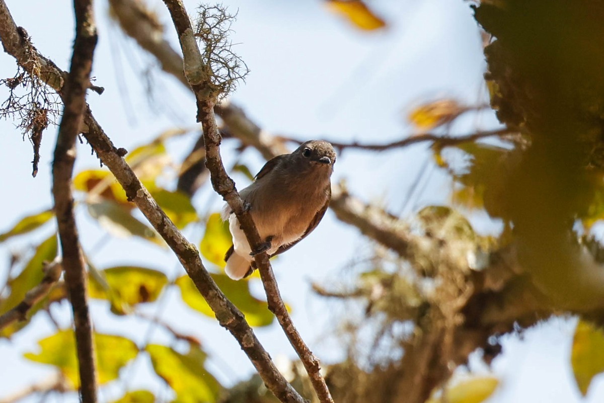 Green-backed Honeybird - ML632066312