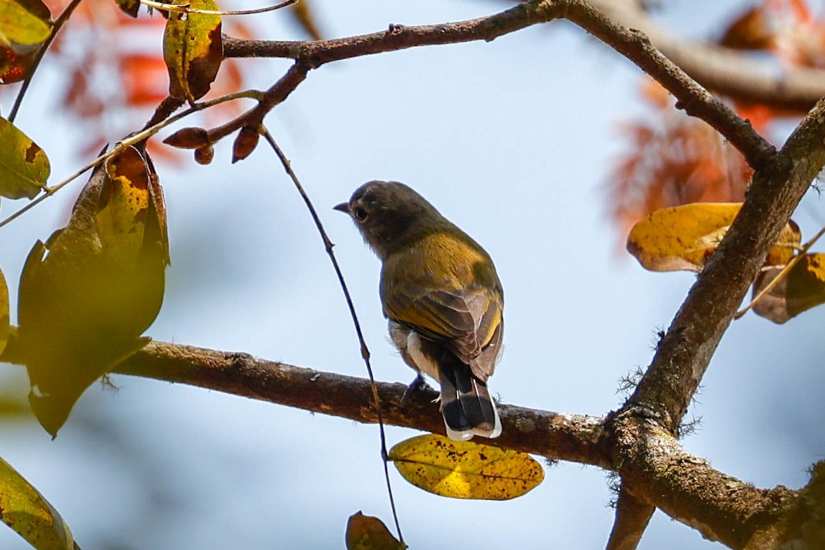 Green-backed Honeybird - ML632066313