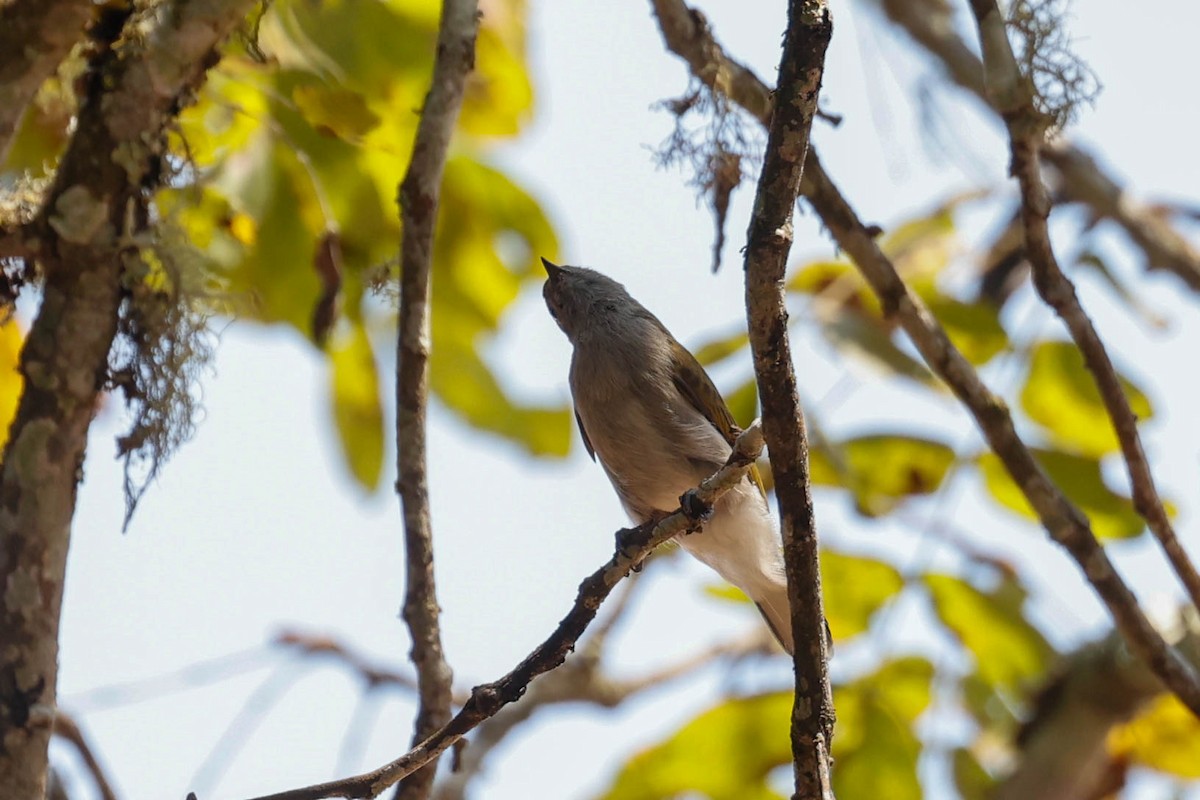 Green-backed Honeybird - ML632066314