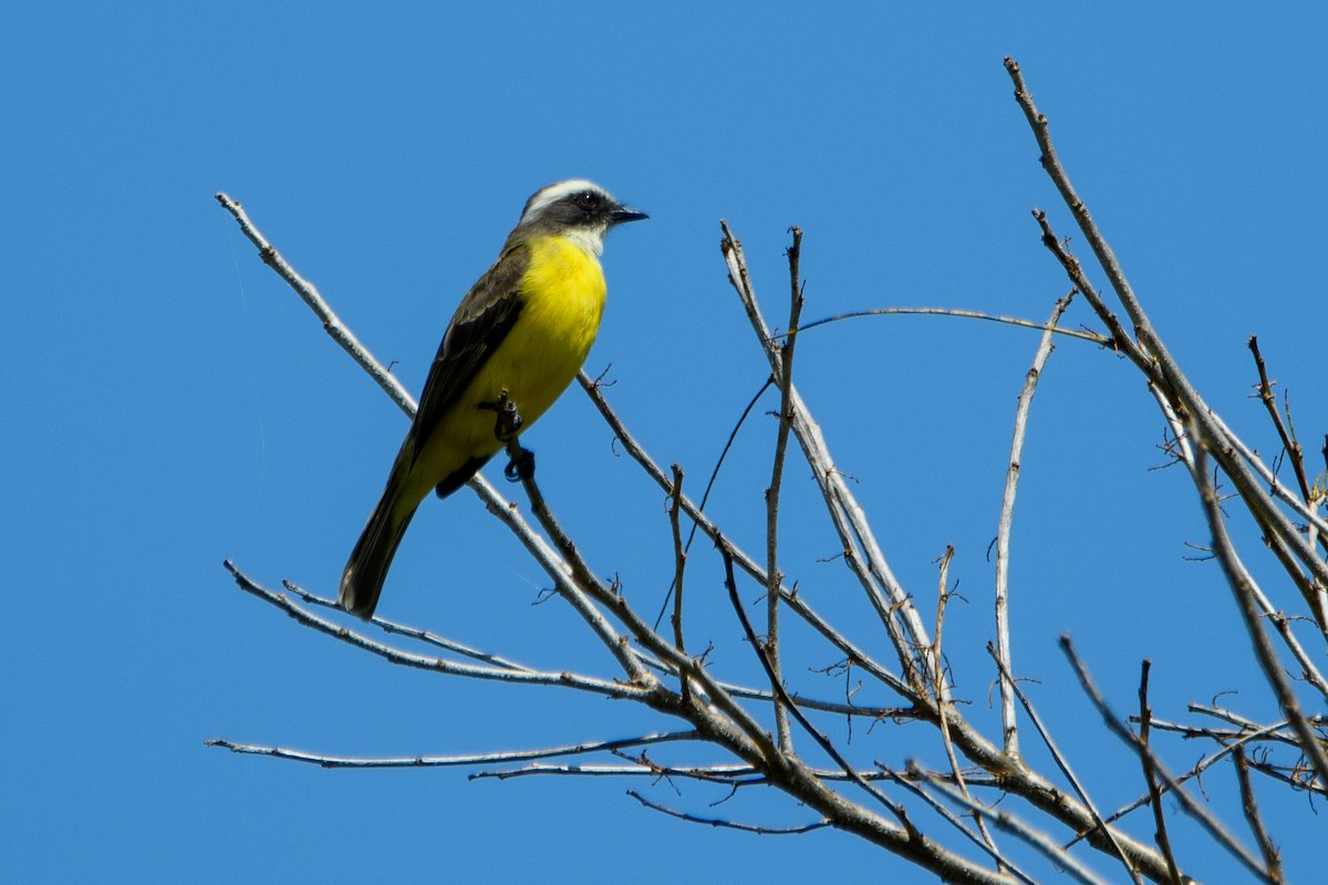 Social Flycatcher - ML632066315