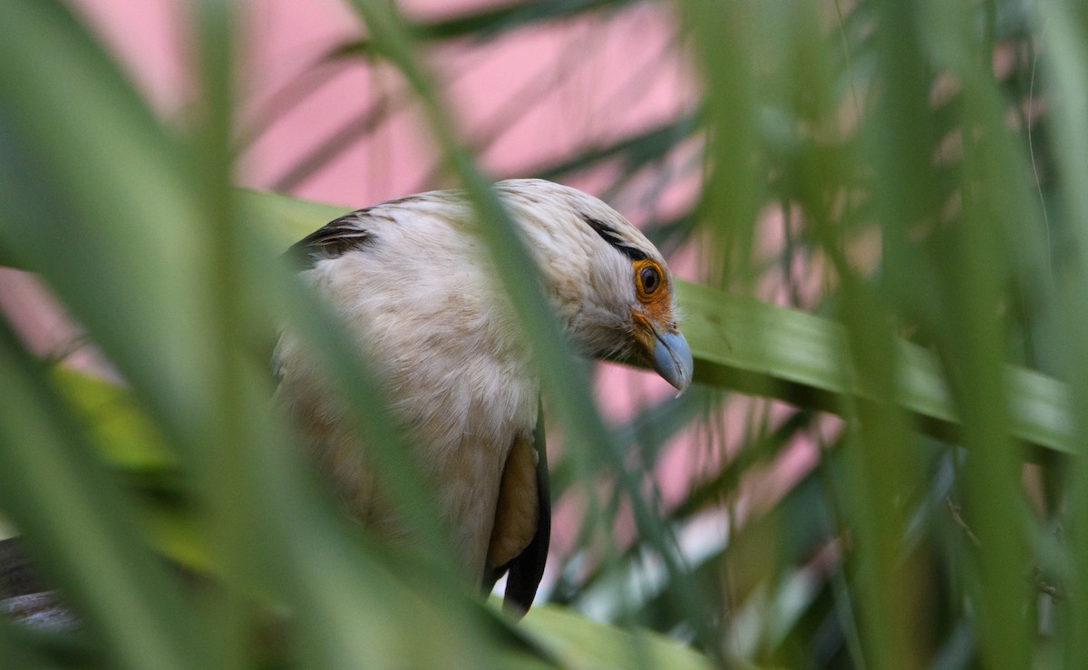 Yellow-headed Caracara - ML632066367
