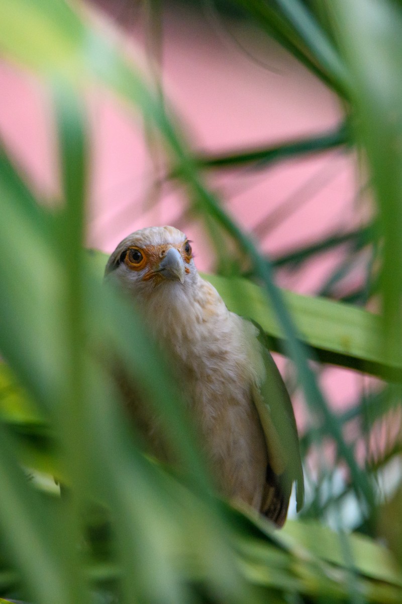 Yellow-headed Caracara - ML632066368