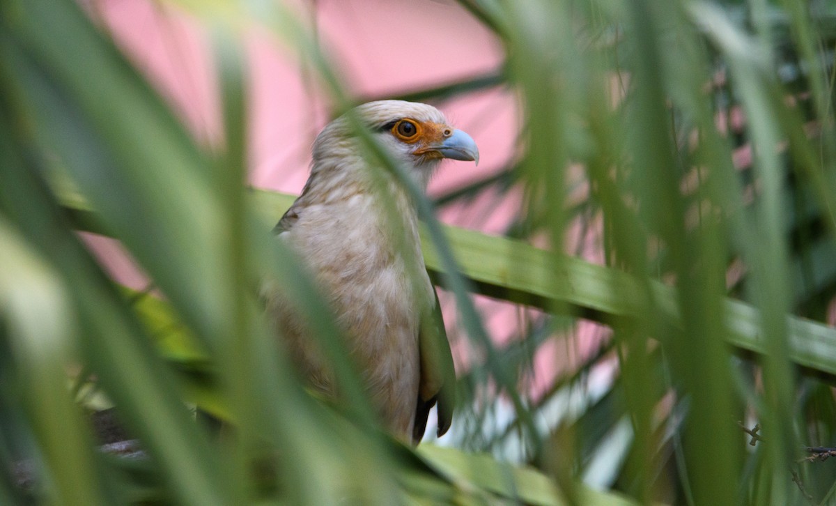 Yellow-headed Caracara - ML632066369