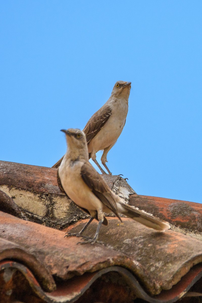 Tropical Mockingbird - ML632066372