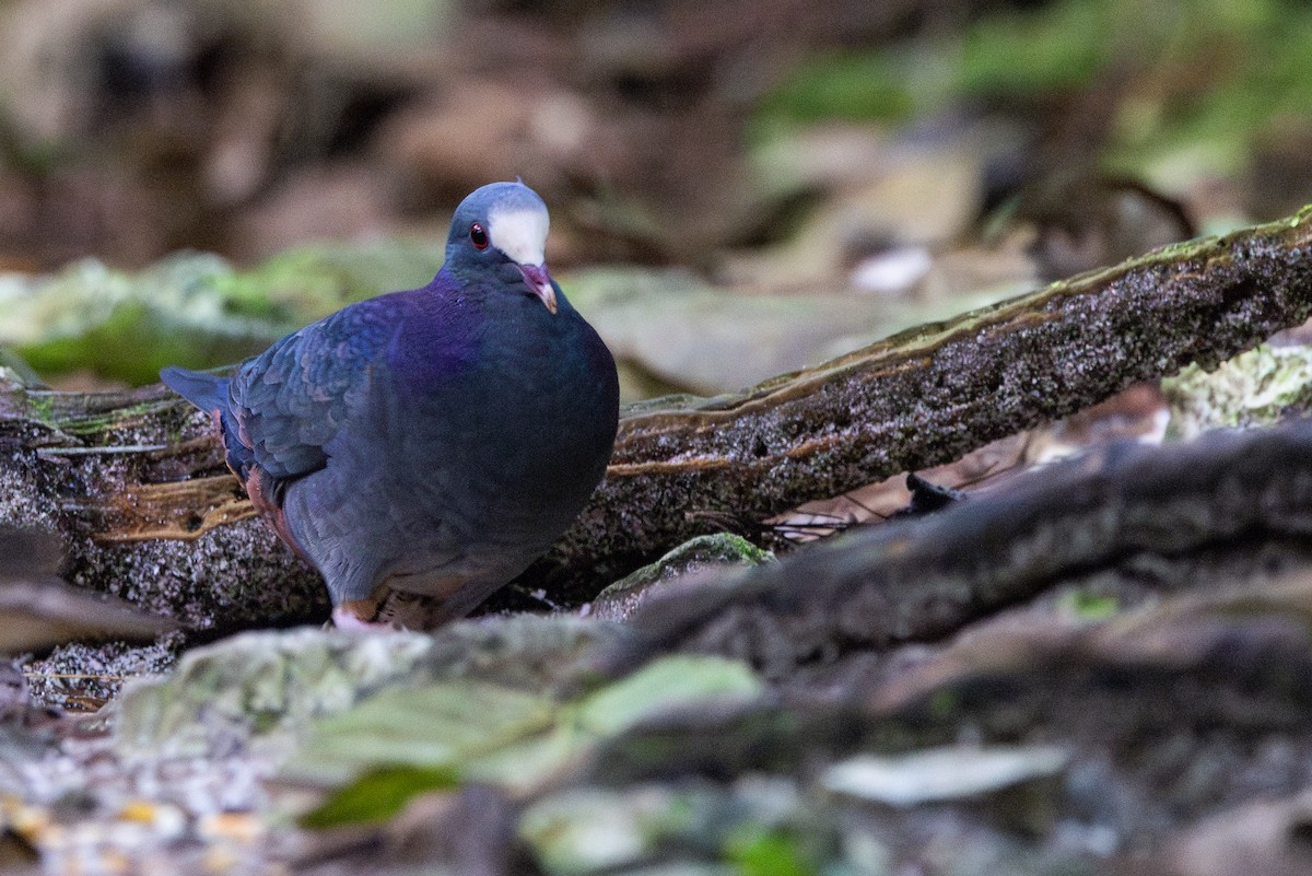 White-fronted Quail-Dove - ML632066520
