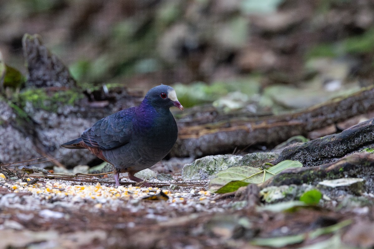 White-fronted Quail-Dove - ML632066522