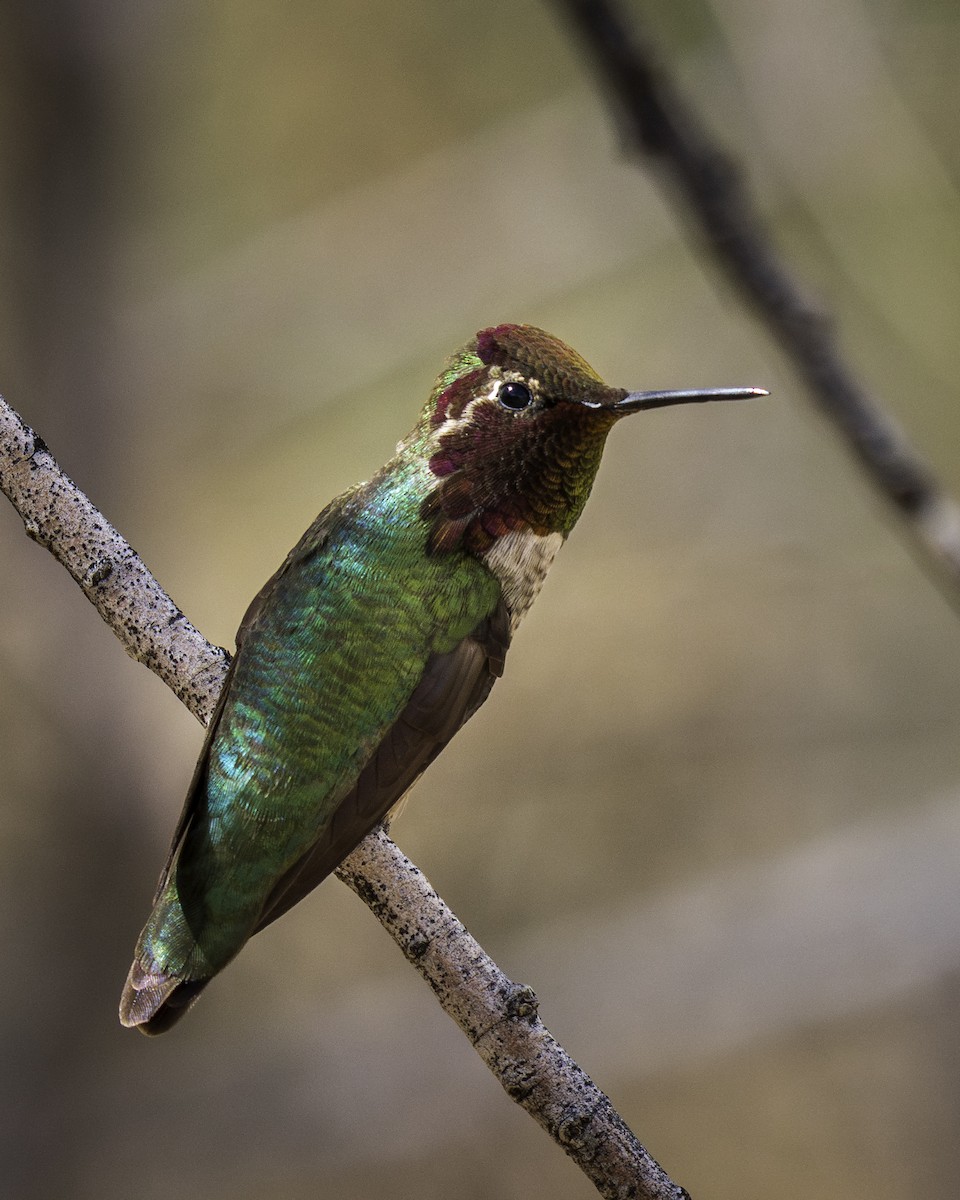 kalypta růžovohlavá - ML632066542