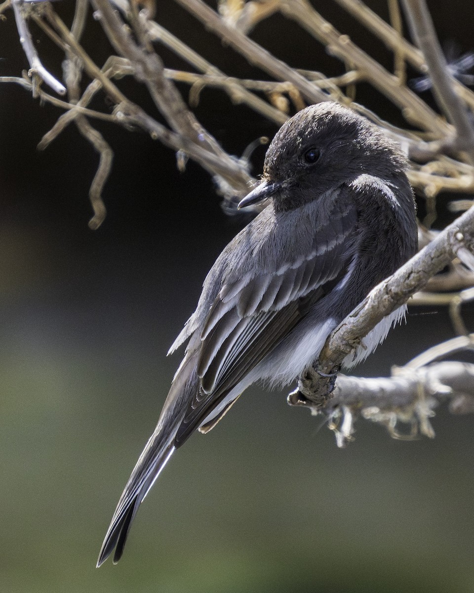 Black Phoebe - ML632066548