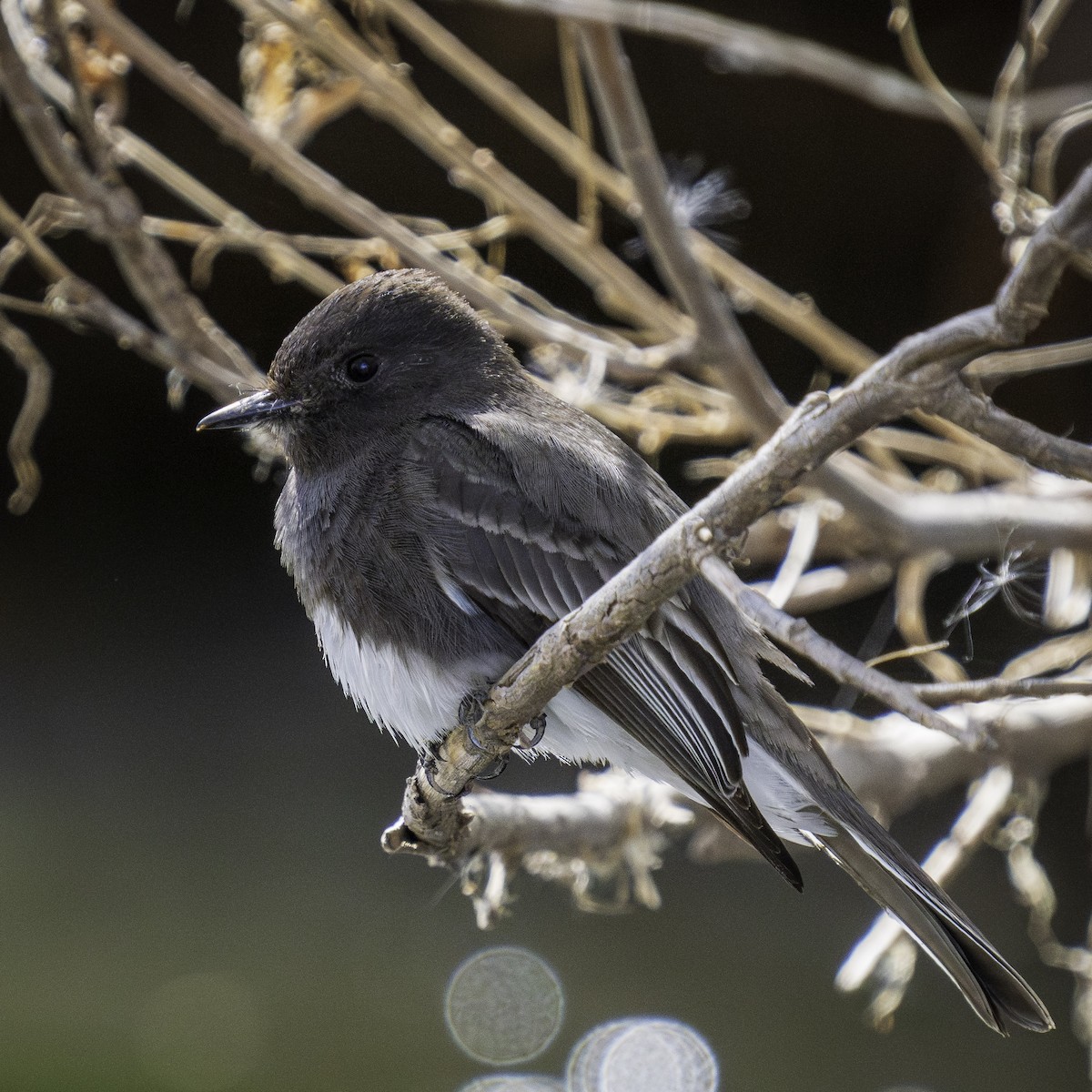 Black Phoebe - ML632066549