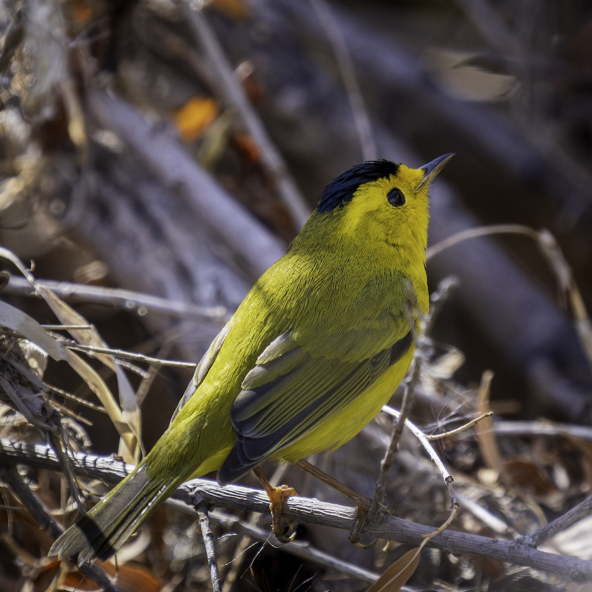 lesňáček čepičatý - ML632066556