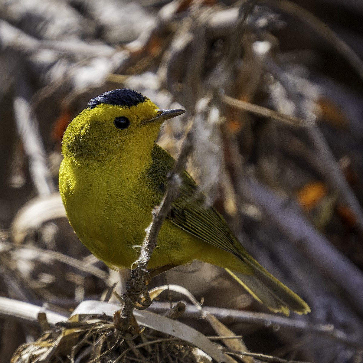 lesňáček čepičatý - ML632066557